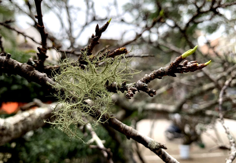 Cành hoa mận rừng trắng muốt độc nhất phố hoa Tết Hà Thành