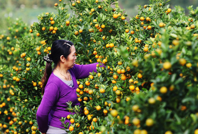 Gần 70.000 chậu quất cảnh ở Hội An vào mùa Tết