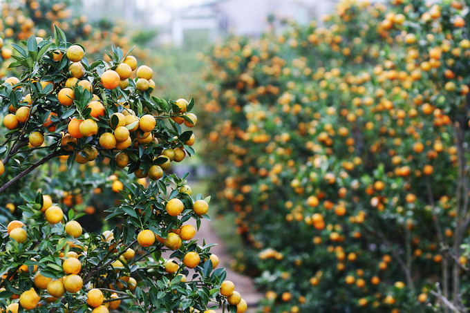 Gần 70.000 chậu quất cảnh ở Hội An vào mùa Tết