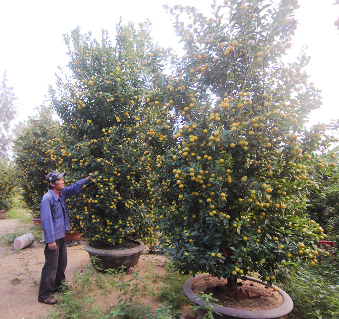 Gần 70.000 chậu quất cảnh ở Hội An vào mùa Tết