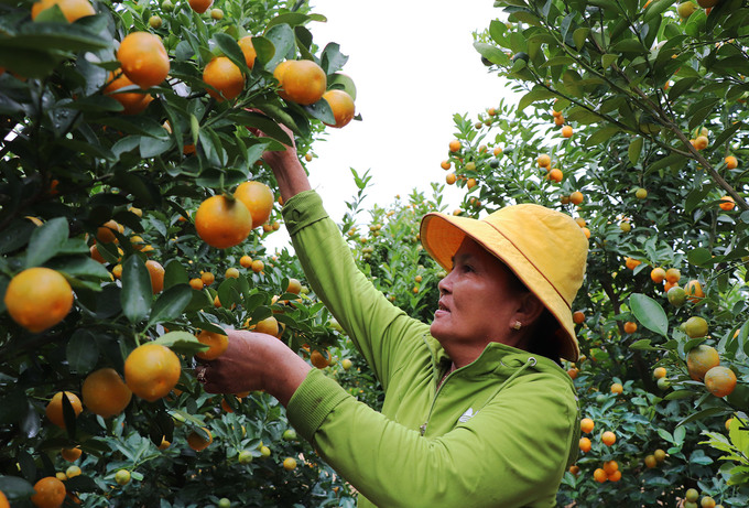 Gần 70.000 chậu quất cảnh ở Hội An vào mùa Tết