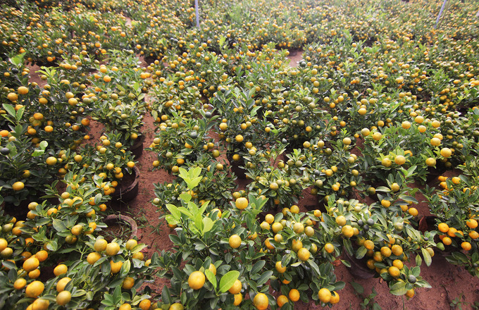 Gần 70.000 chậu quất cảnh ở Hội An vào mùa Tết