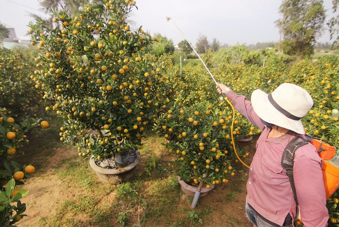 Gần 70.000 chậu quất cảnh ở Hội An vào mùa Tết