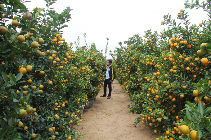 Gần 70.000 chậu quất cảnh ở Hội An vào mùa Tết