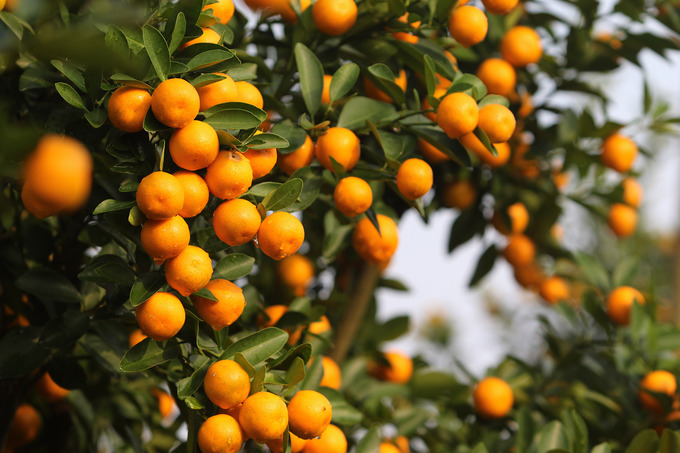 Gần 70.000 chậu quất cảnh ở Hội An vào mùa Tết