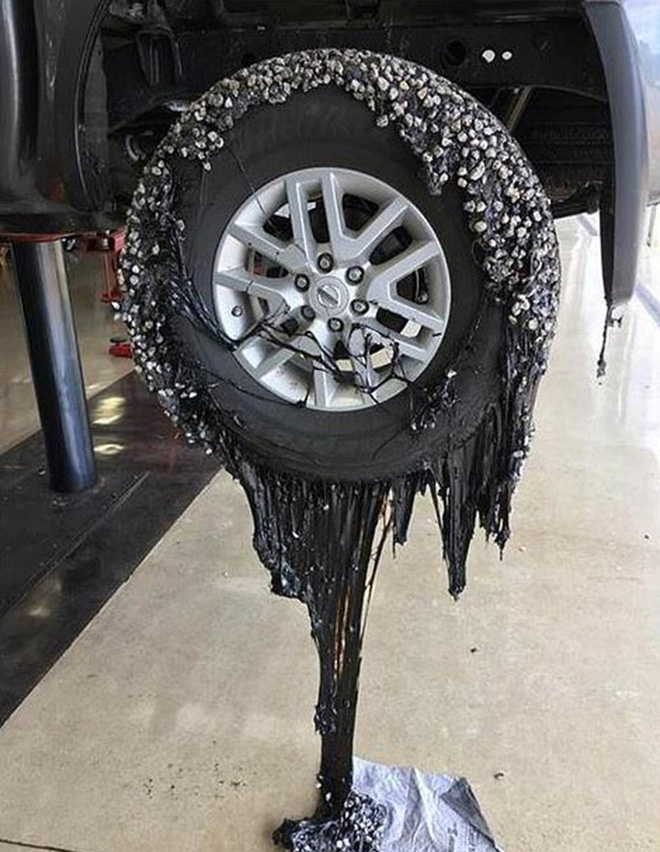 Nhựa đường tan chảy, dơi chết khô trong cái nóng