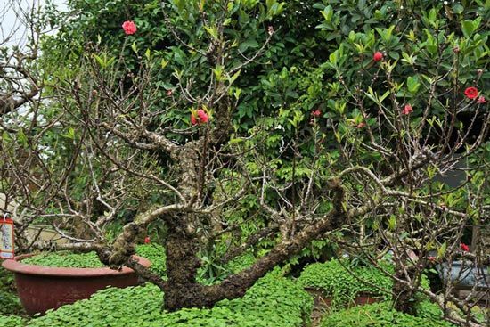 Đào Thất Thốn xịn giá trăm triệu khách vẫn xuống tiền vì quá mê