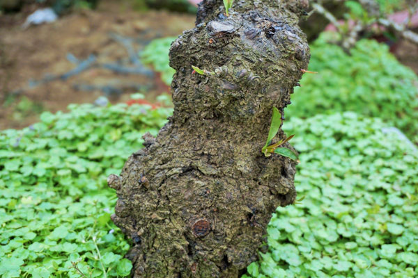 Đào Thất Thốn xịn giá trăm triệu khách vẫn xuống tiền vì quá mê