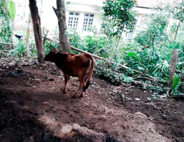 Kỳ lạ chuyện người nghèo từ chối nhận bò hỗ trợ giảm nghèo ở Sơn La