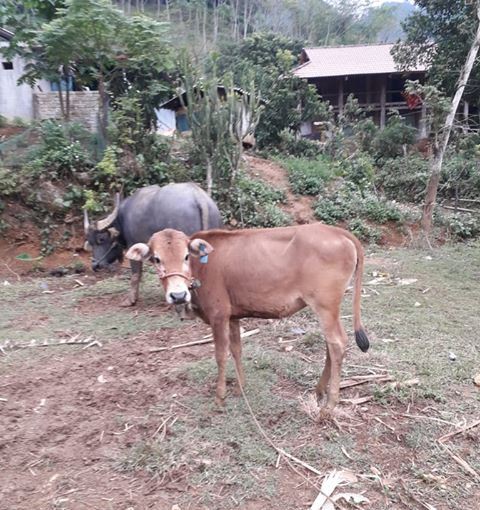 Kỳ lạ chuyện người nghèo từ chối nhận bò hỗ trợ giảm nghèo ở Sơn La