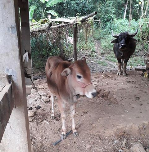 Kỳ lạ chuyện người nghèo từ chối nhận bò hỗ trợ giảm nghèo ở Sơn La