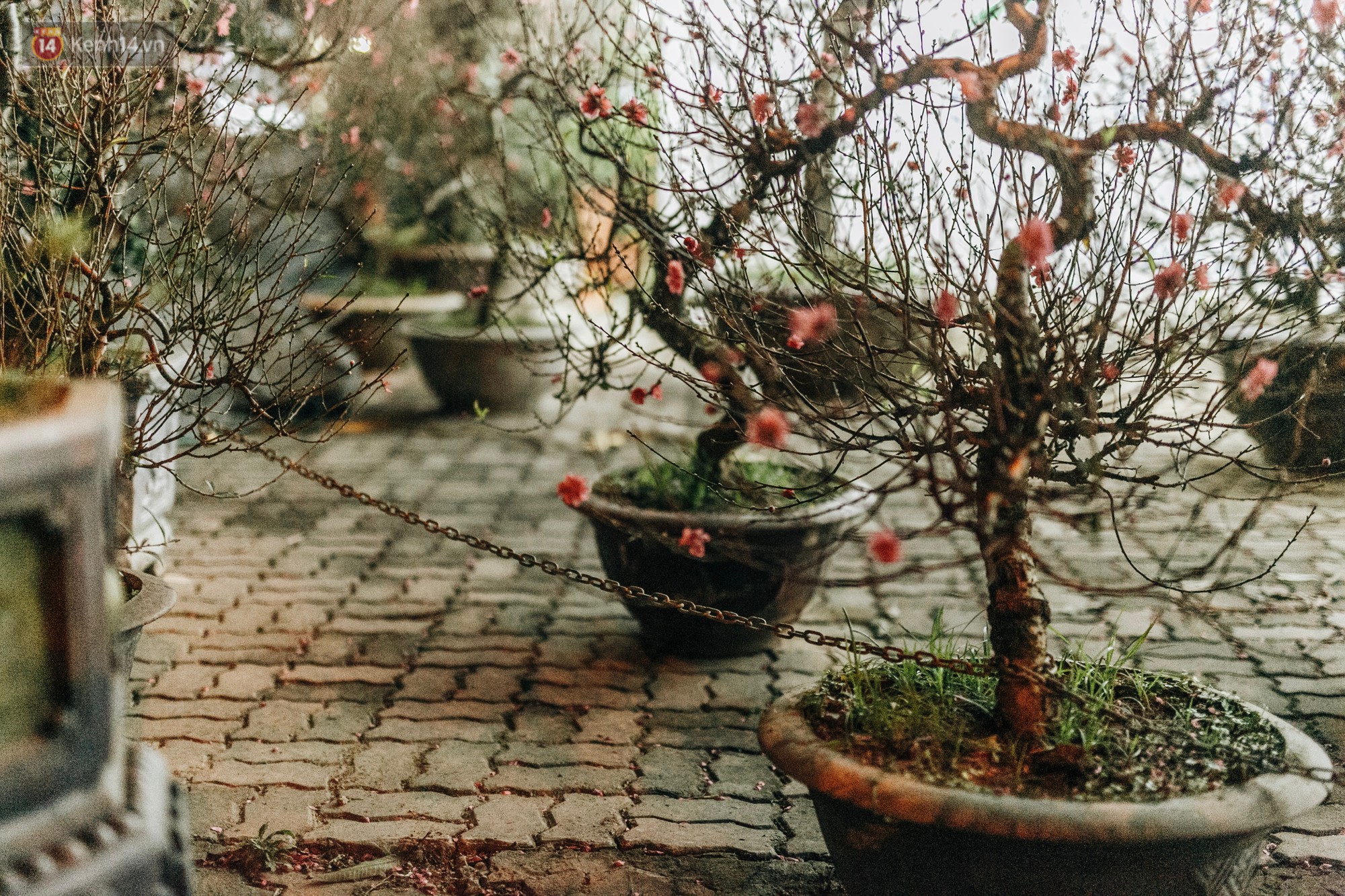 Sợ bị trộm giữa đêm, người dân Hà Nội dựng lều, trùm chăn canh đào quất trên phố