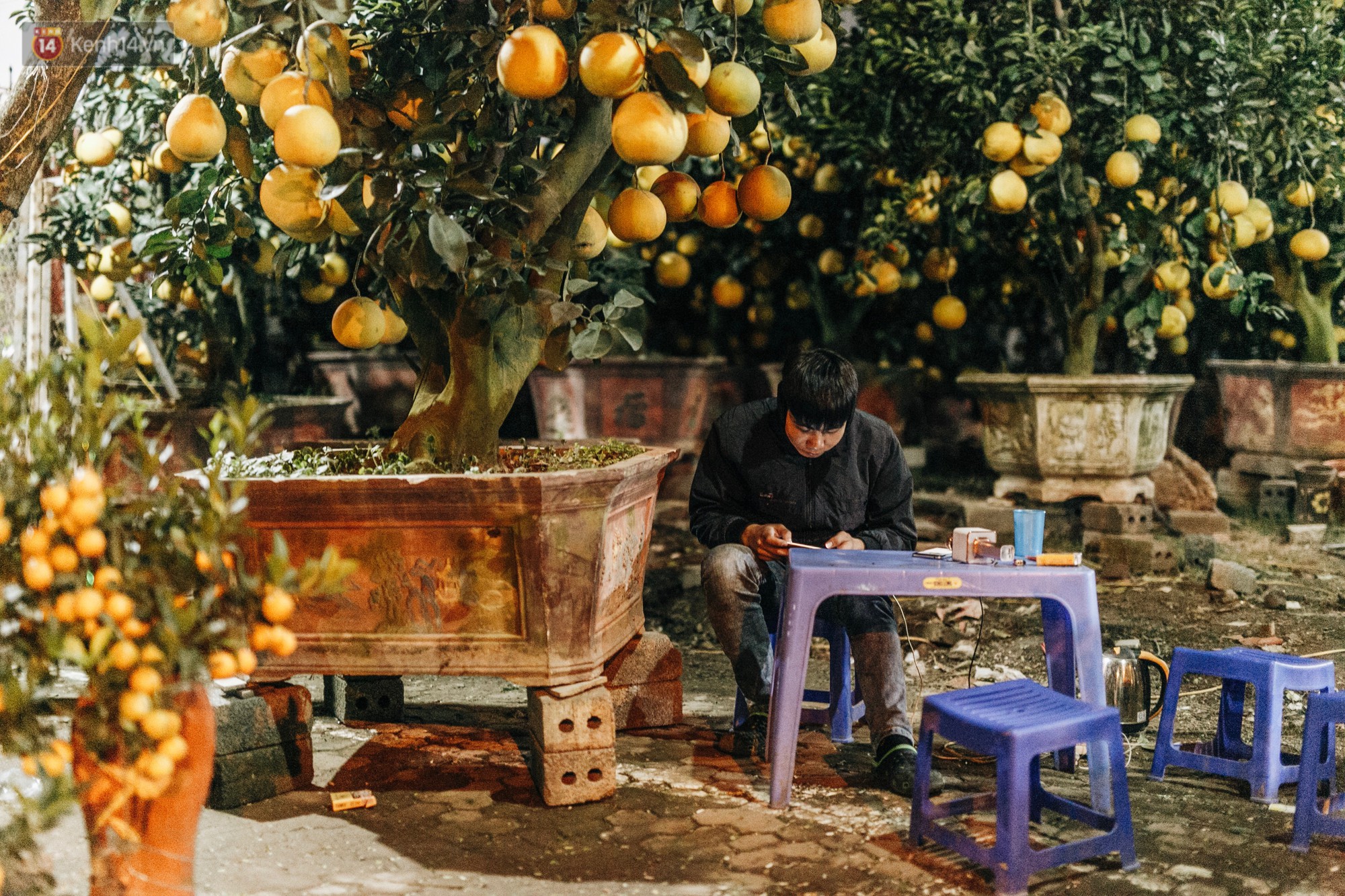 Sợ bị trộm giữa đêm, người dân Hà Nội dựng lều, trùm chăn canh đào quất trên phố