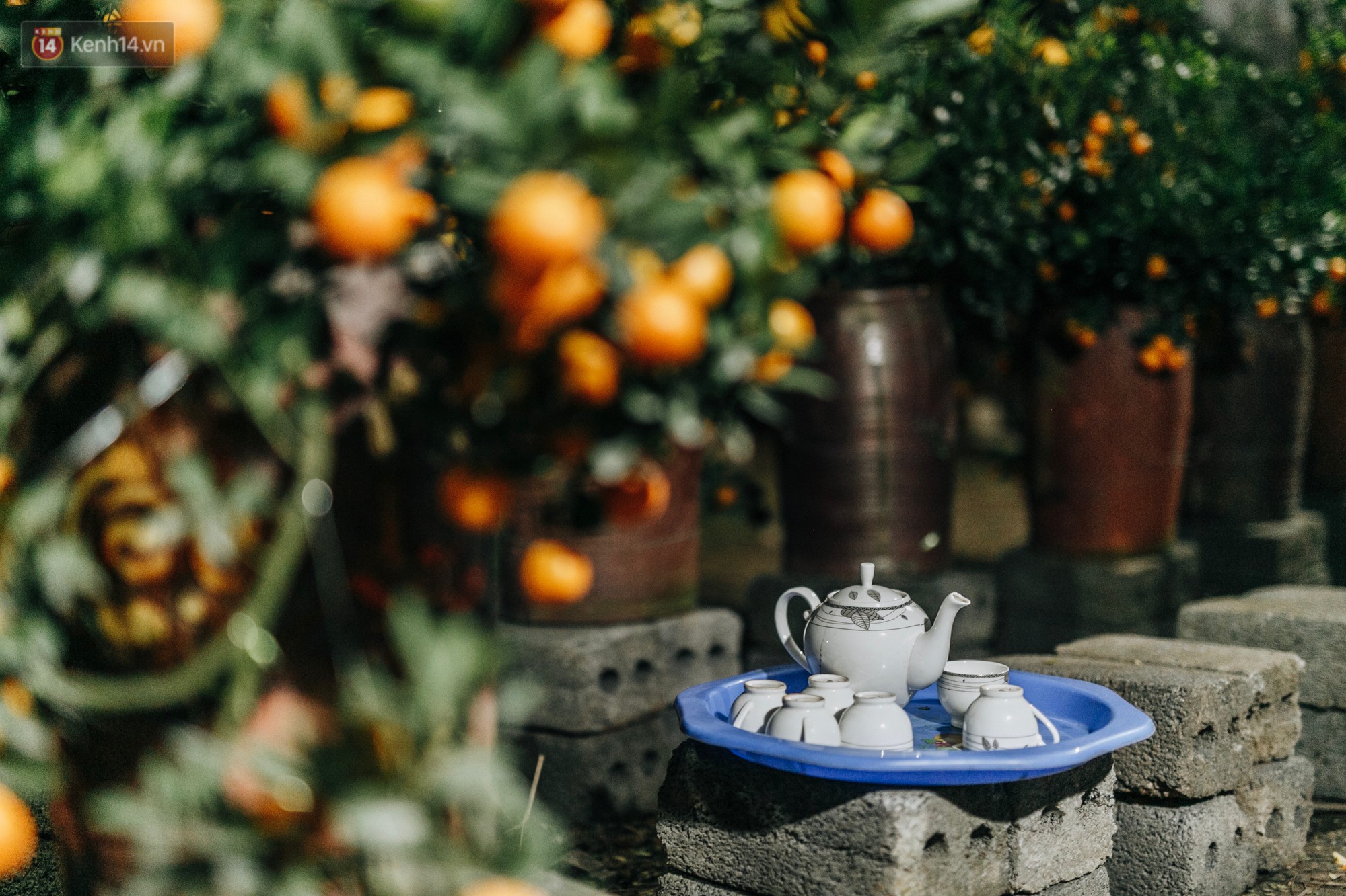 Sợ bị trộm giữa đêm, người dân Hà Nội dựng lều, trùm chăn canh đào quất trên phố