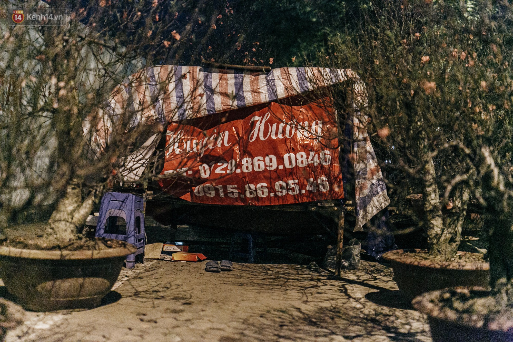 Sợ bị trộm giữa đêm, người dân Hà Nội dựng lều, trùm chăn canh đào quất trên phố