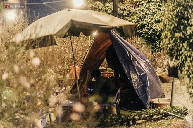 Sợ bị trộm giữa đêm, người dân Hà Nội dựng lều, trùm chăn canh đào quất trên phố Sợ bị trộm giữa đêm, người dân Hà Nội dựng lều, trùm chăn canh đào quất trên phố