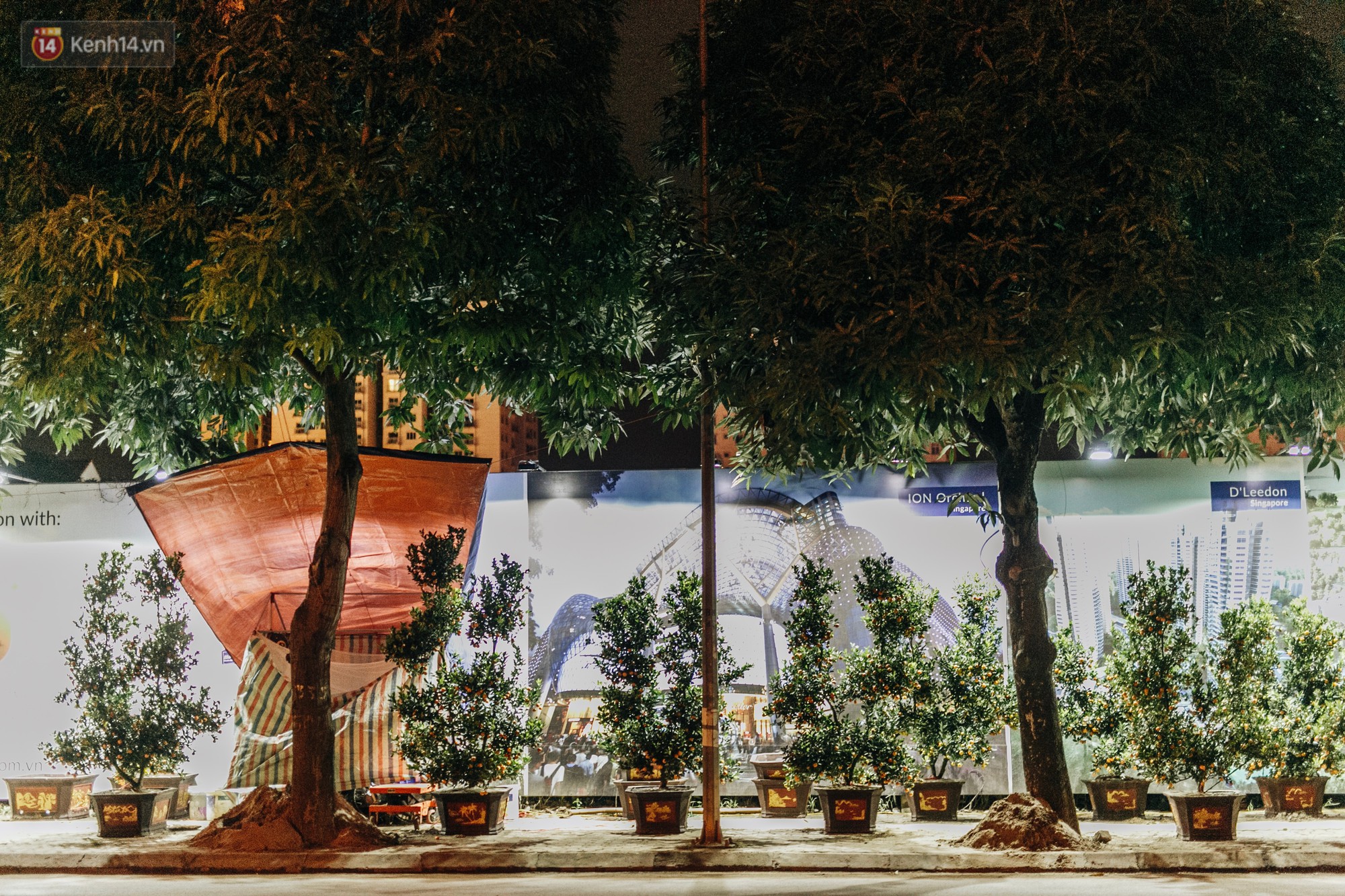 Sợ bị trộm giữa đêm, người dân Hà Nội dựng lều, trùm chăn canh đào quất trên phố