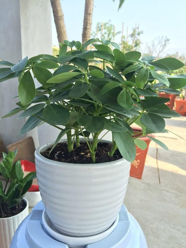 Tuổi nào trồng giống đó, 12 loại cây phong thủy đặt đâu cũng lộc vào tấp nập