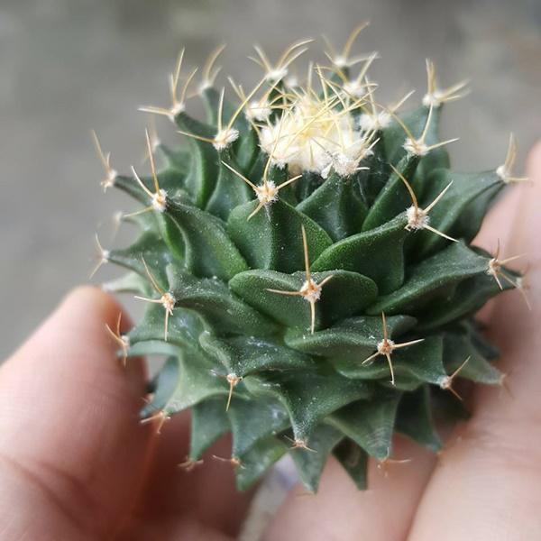 Tuổi nào trồng giống đó, 12 loại cây phong thủy đặt đâu cũng lộc vào tấp nập