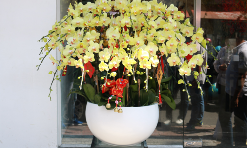 Mai Mỹ giá vài chục triệu một bình chưng Tết