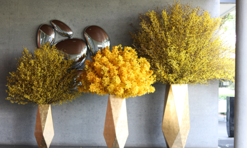 Mai Mỹ giá vài chục triệu một bình chưng Tết