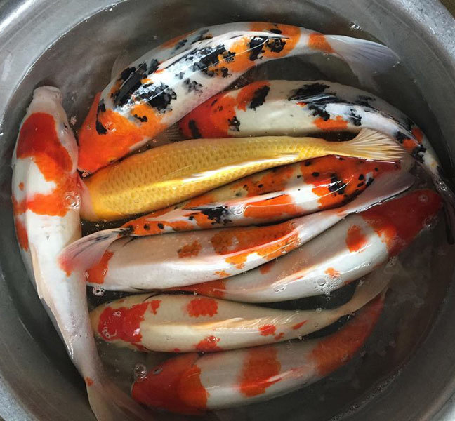 23 tháng Chạp, ông Công ông Táo cưỡi cá Koi Nhật về trời