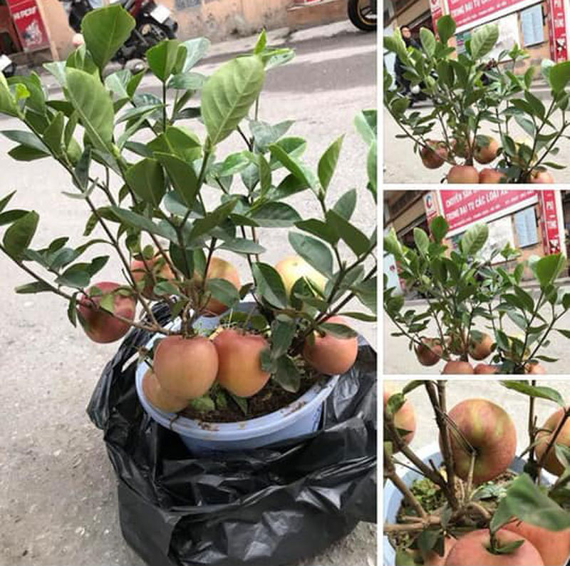 Siêu phẩm chỉ người Việt mới nghĩ ra: Táo trĩu quả trên cây dâm bụt