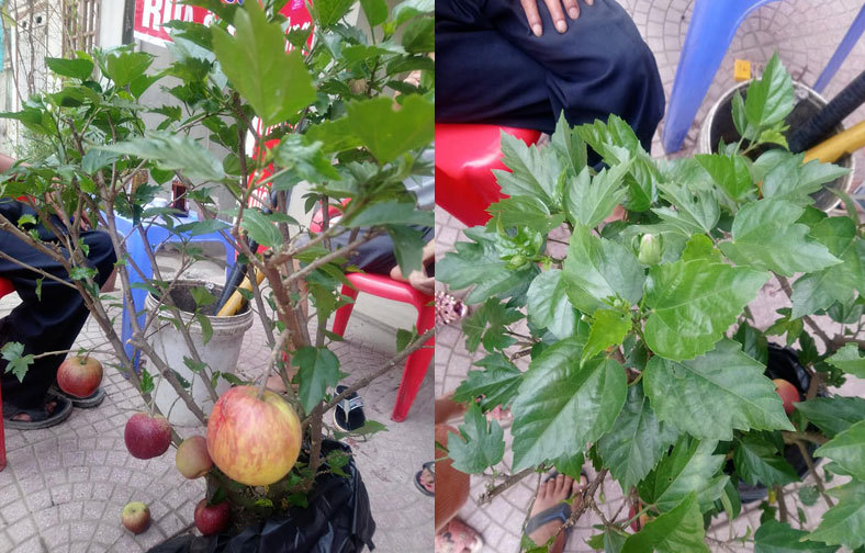 Siêu phẩm chỉ người Việt mới nghĩ ra: Táo trĩu quả trên cây dâm bụt