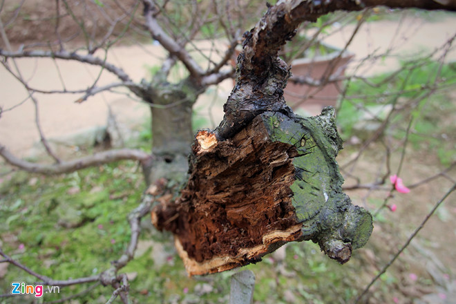 Vụ phá vườn đào Bắc Ninh: Chủ của vườn đào còn nguyên vẹn tự tử