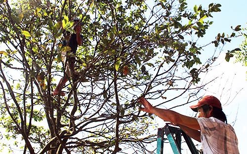 Cây mai hơn 120 tuổi được chào bán 3 tỷ đồng ở miền Tây