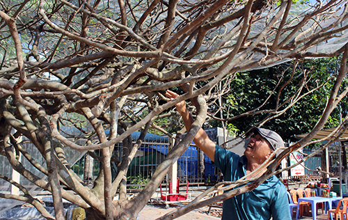 Cây mai hơn 120 tuổi được chào bán 3 tỷ đồng ở miền Tây