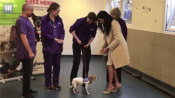 Rộ tin đồn công nương Meghan mang thai giả gây hoang mang truyền thông phương Tây