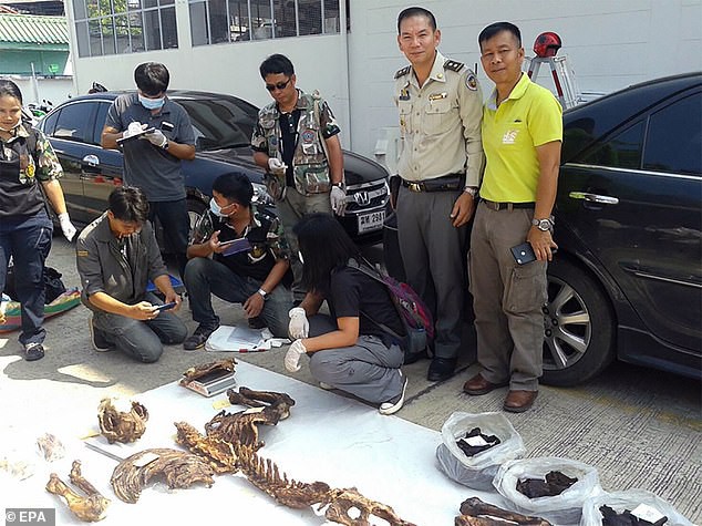 Từ bức ảnh Võ Tòng Thái Lan tay không đấm chết hổ trên MXH, nhà chức trách bắt được băng nhóm buôn lậu động vật quý hiếm