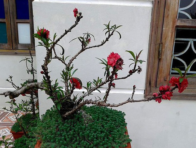 Cận cảnh loại đào đắt đỏ bậc nhất dịp Tết khiến đại gia xếp hàng cả tháng chờ mua