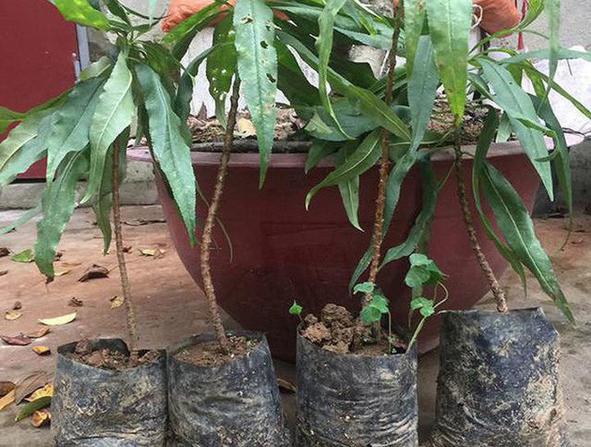 Cận cảnh loại đào đắt đỏ bậc nhất dịp Tết khiến đại gia xếp hàng cả tháng chờ mua