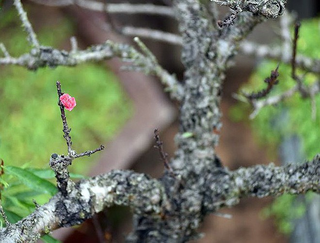 Cận cảnh loại đào đắt đỏ bậc nhất dịp Tết khiến đại gia xếp hàng cả tháng chờ mua