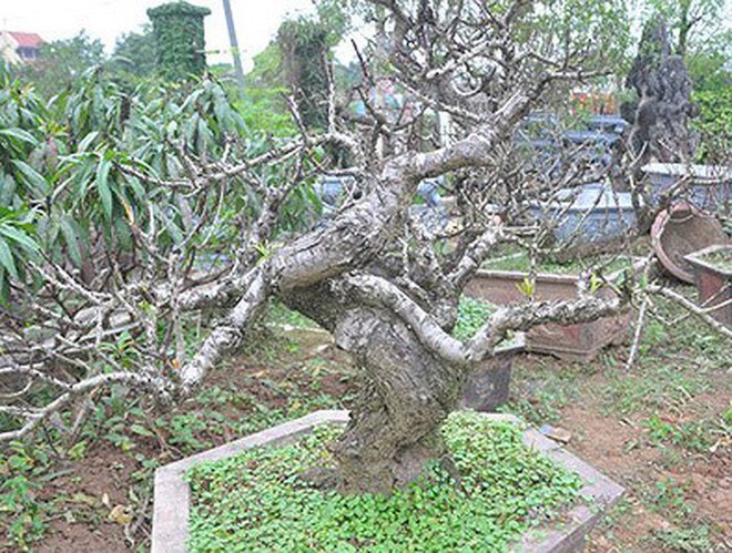 Cận cảnh loại đào đắt đỏ bậc nhất dịp Tết khiến đại gia xếp hàng cả tháng chờ mua