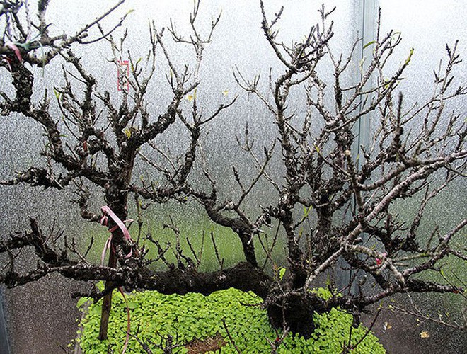 Cận cảnh loại đào đắt đỏ bậc nhất dịp Tết khiến đại gia xếp hàng cả tháng chờ mua