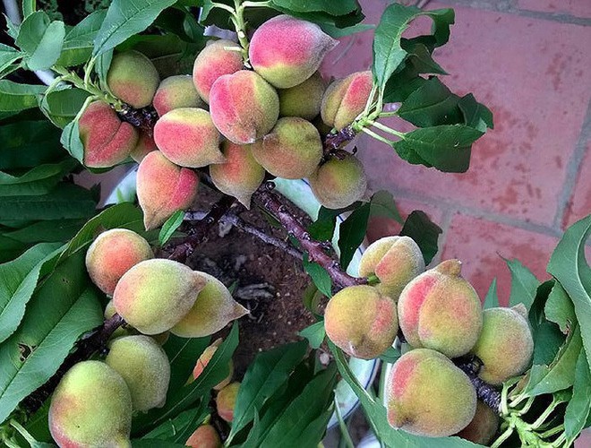 Cận cảnh loại đào đắt đỏ bậc nhất dịp Tết khiến đại gia xếp hàng cả tháng chờ mua