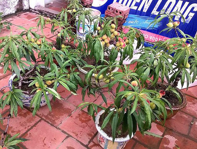 Cận cảnh loại đào đắt đỏ bậc nhất dịp Tết khiến đại gia xếp hàng cả tháng chờ mua