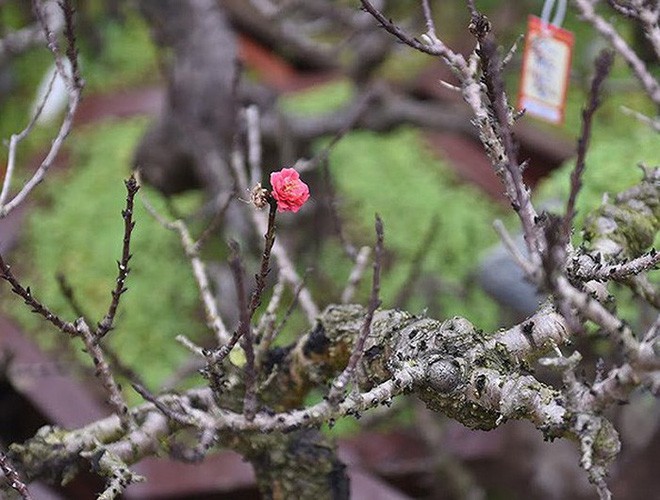 Cận cảnh loại đào đắt đỏ bậc nhất dịp Tết khiến đại gia xếp hàng cả tháng chờ mua