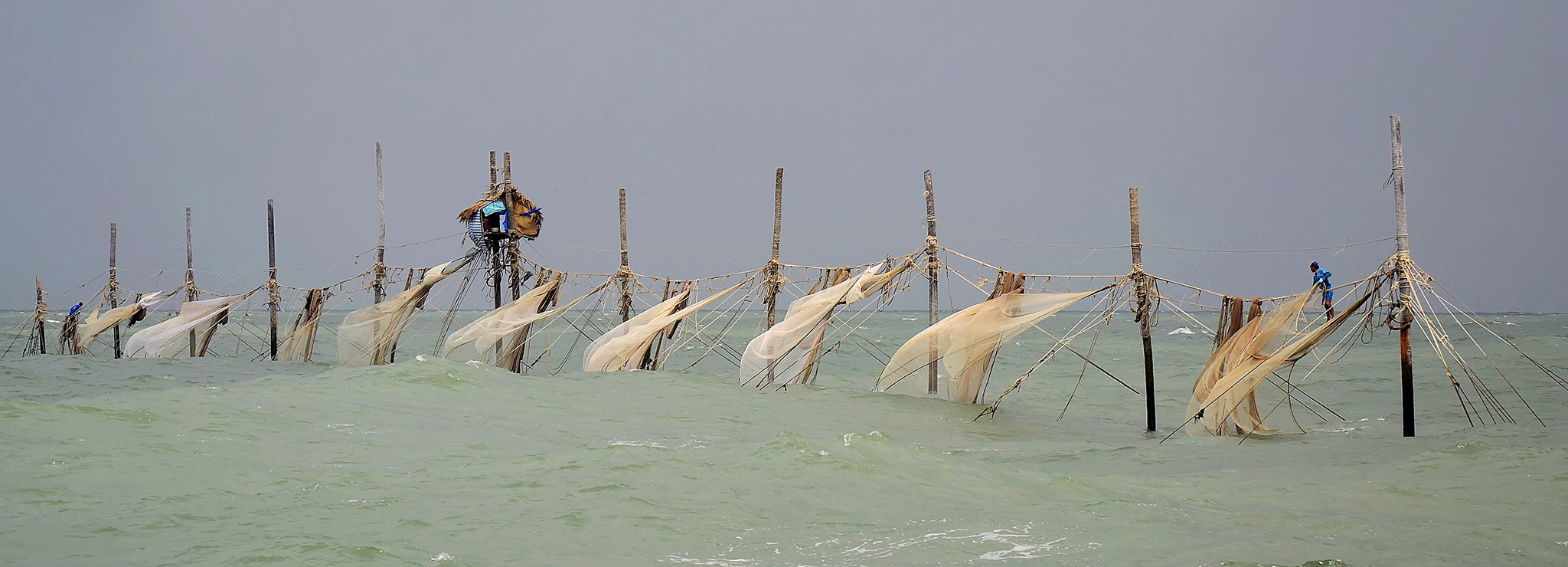 Người nhện ở vùng biển cực nam Tổ quốc