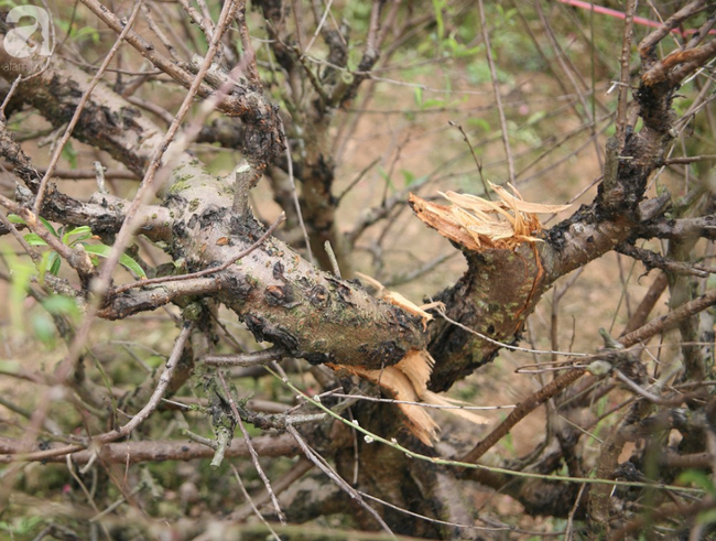 Vụ 150 gốc đào bị phá, chủ một vườn đào tự tử: Chúng tôi không ai phán xét gì, chỉ mong ông B. yên nghỉ