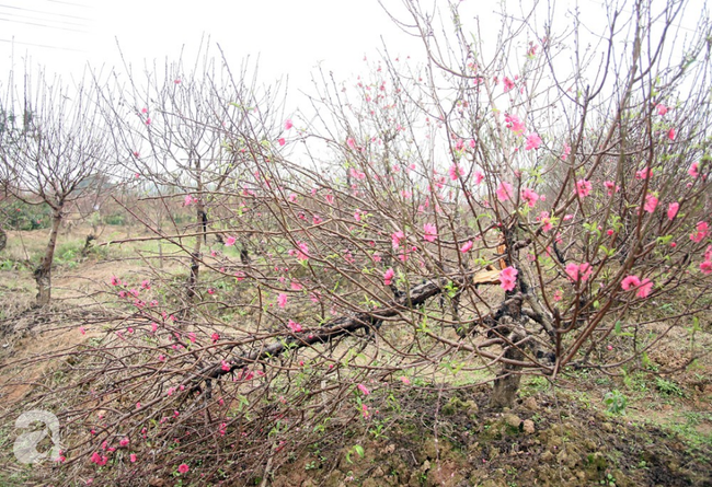 Vụ 150 gốc đào bị phá, chủ một vườn đào tự tử: Chúng tôi không ai phán xét gì, chỉ mong ông B. yên nghỉ