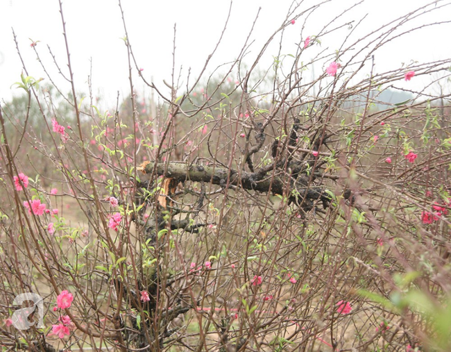 Vụ 150 gốc đào bị phá, chủ một vườn đào tự tử: Chúng tôi không ai phán xét gì, chỉ mong ông B. yên nghỉ