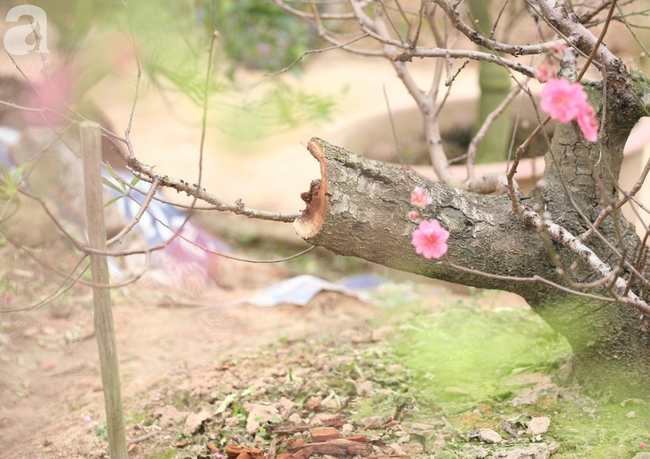 Vụ 150 gốc đào bị phá, chủ một vườn đào tự tử: Chúng tôi không ai phán xét gì, chỉ mong ông B. yên nghỉ