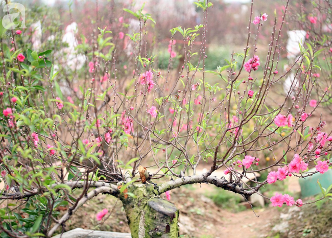 Vụ 150 gốc đào bị phá, chủ một vườn đào tự tử: Chúng tôi không ai phán xét gì, chỉ mong ông B. yên nghỉ