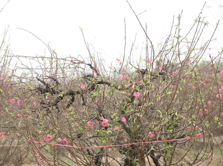 Vụ 150 gốc đào bị phá, chủ một vườn đào tự tử: Chúng tôi không ai phán xét gì, chỉ mong ông B. yên nghỉ