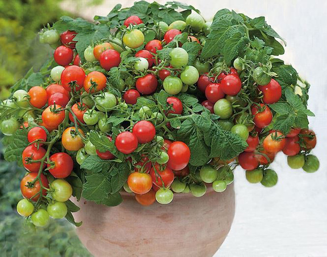 Rau, củ Đà Lạt lên đời thành cây cảnh chơi Tết