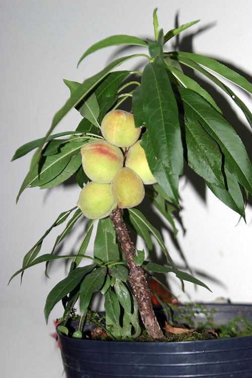 Rau, củ Đà Lạt lên đời thành cây cảnh chơi Tết